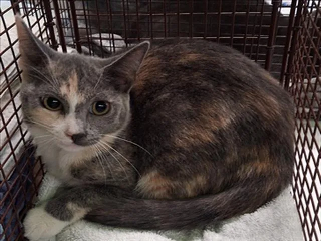 A young medium-sized female Domestic Short Hair cat named Ed for adoption in Los Angeles, CA