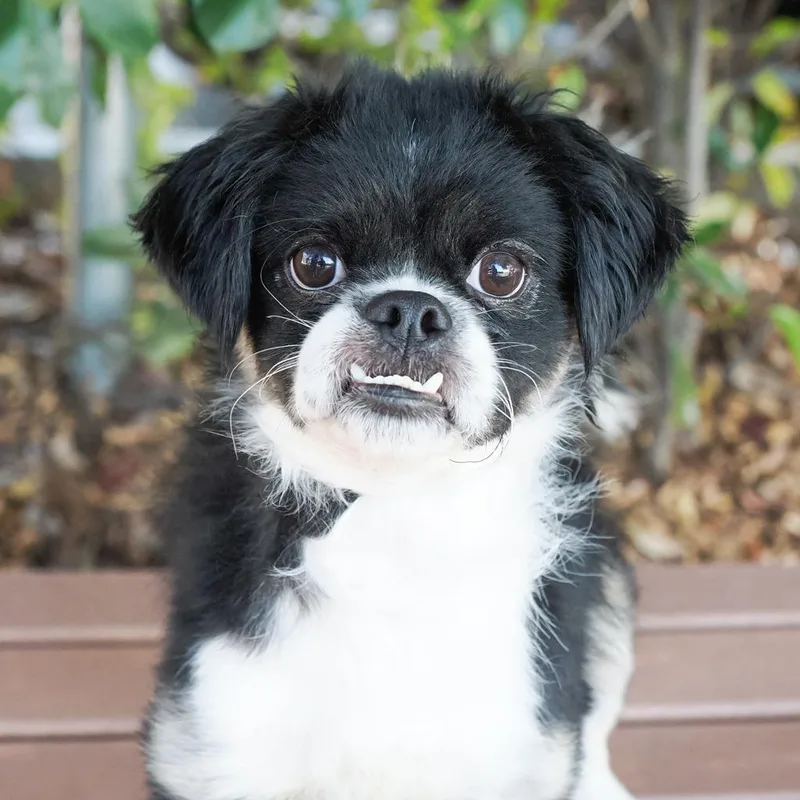An adult small-sized male Pekingese dog named Mugsy for adoption in Point Richmond, CA