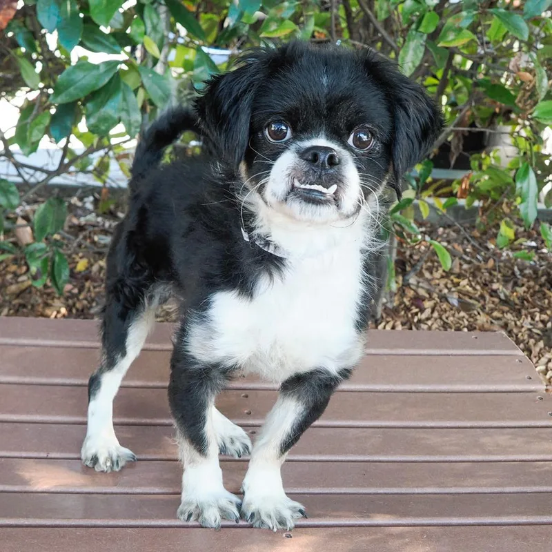 Mugsy thumbnail 2