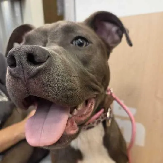 A young medium-sized female Gray / Blue / Silver Pit Bull Terrier dog named Cee Cee for adoption in Turlock, CA