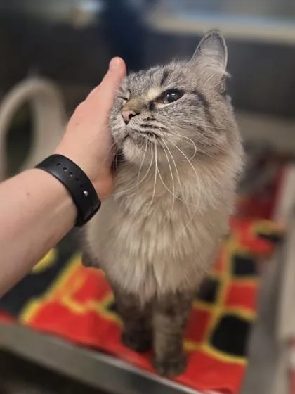 A senior medium-sized male Domestic Long Hair cat named Patchouli for adoption in Westland, MI