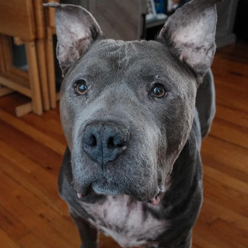 An adult large-sized male Gray / Blue / Silver Pit Bull Terrier dog named Beau for adoption in Weimar, CA
