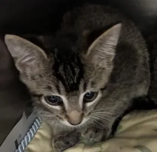 A baby large-sized male Tabby (Brown / Chocolate) Domestic Short Hair cat named Jake for adoption in Ashland, VA