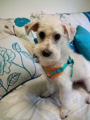 A baby small-sized male Schnauzer dog named Bailey for adoption in Oak Creek, WI