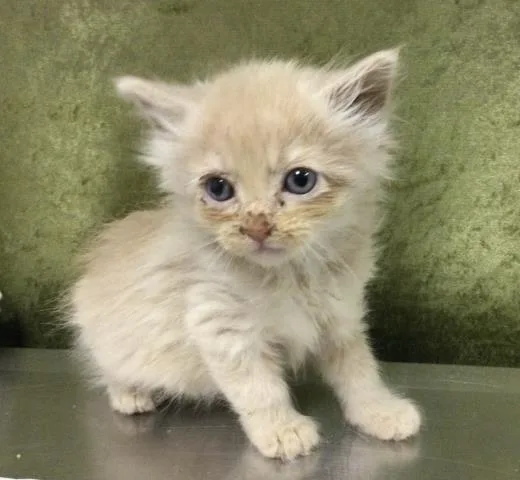 A baby small-sized male Domestic Long Hair cat named Butters for adoption in Riverside, CA
