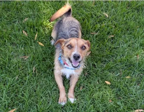 A young small-sized male Tricolor (Brown, Black, & White) Jack Russell Terrier dog named Reef for adoption in San Clemente, CA