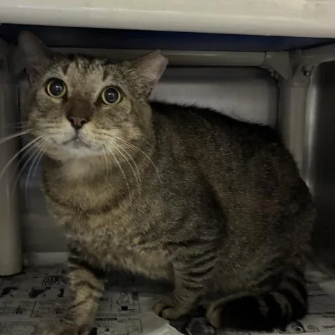 An adult large-sized male Domestic Short Hair cat named Archie for adoption in Pensacola, FL