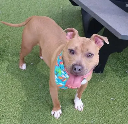 A young medium-sized male Mixed Breed dog named Freedom for adoption in Athens, GA