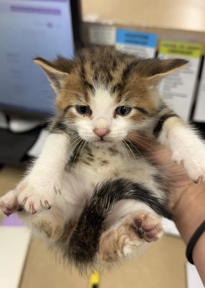 A baby small-sized male Domestic Short Hair cat named Anaconda for adoption in Bemidji, MN
