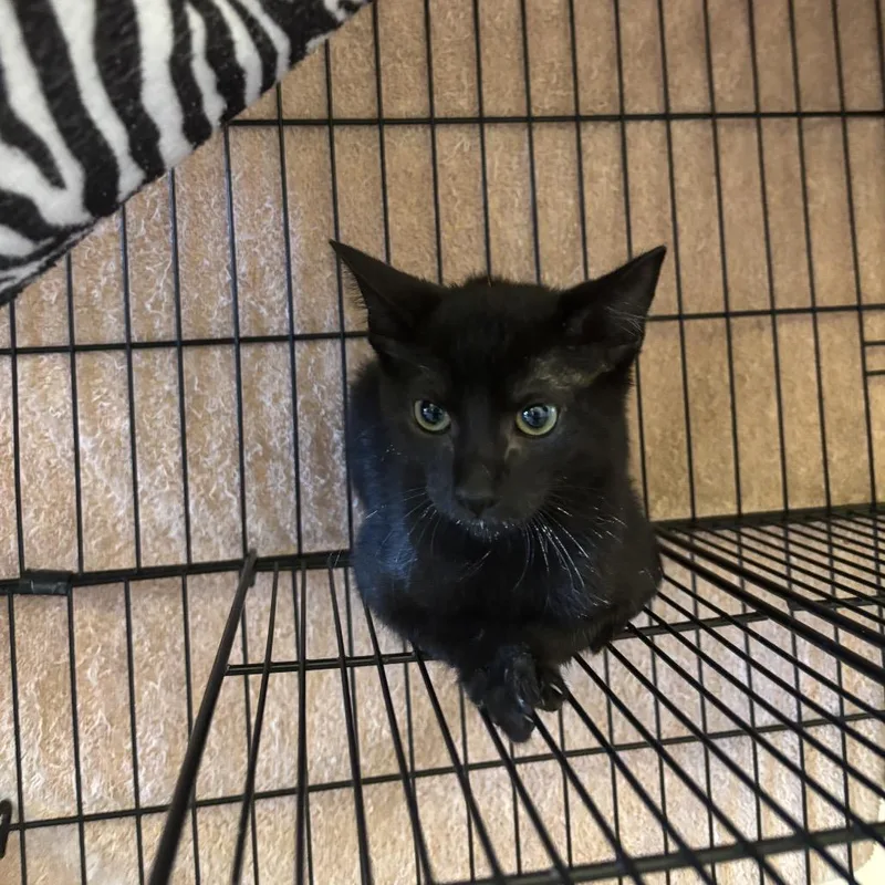 A baby small-sized male Black Domestic Short Hair cat named Ace for adoption in Webster, TX