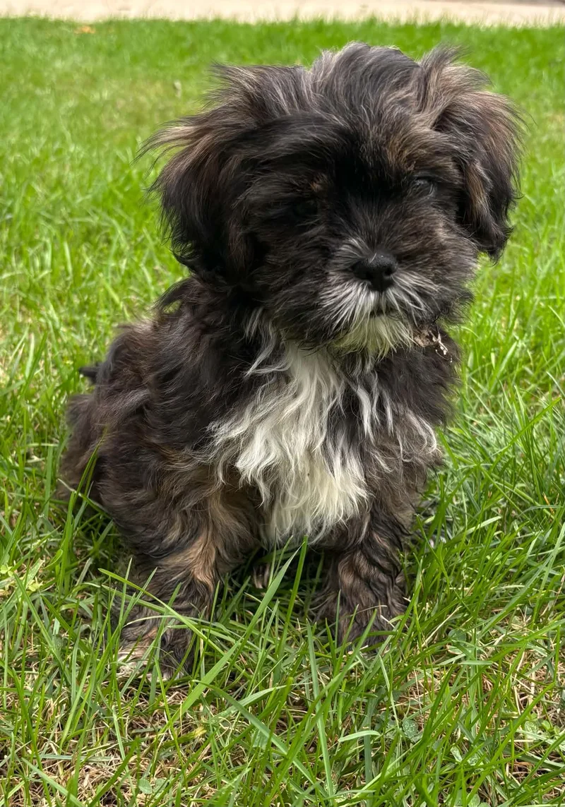 A baby small-sized male Black Lhasa Apso dog named Mork for adoption in Union Grove, WI