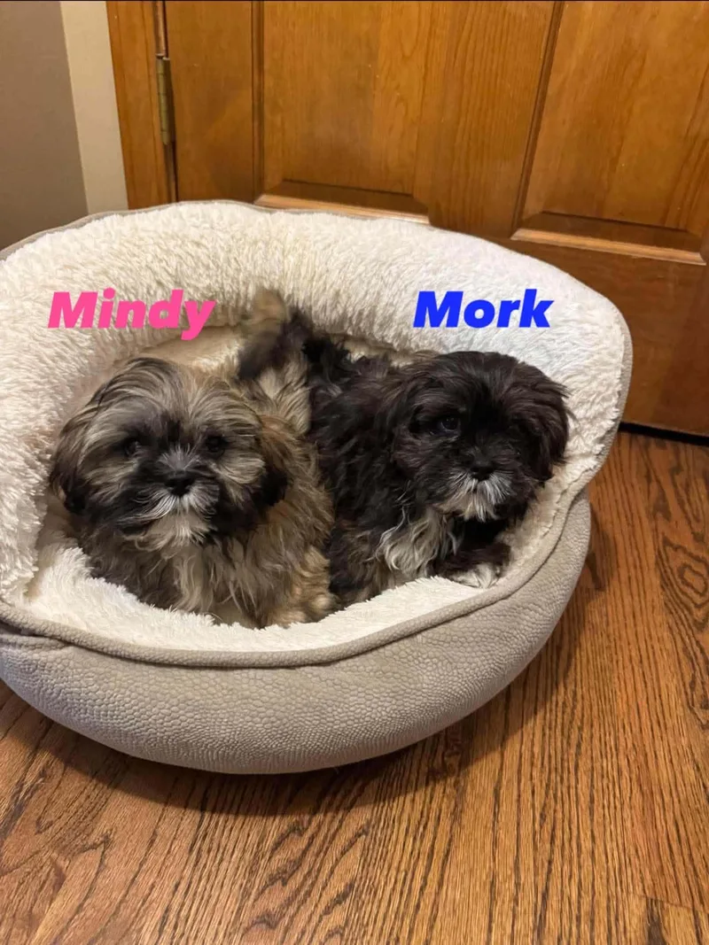 Mork thumbnail 3