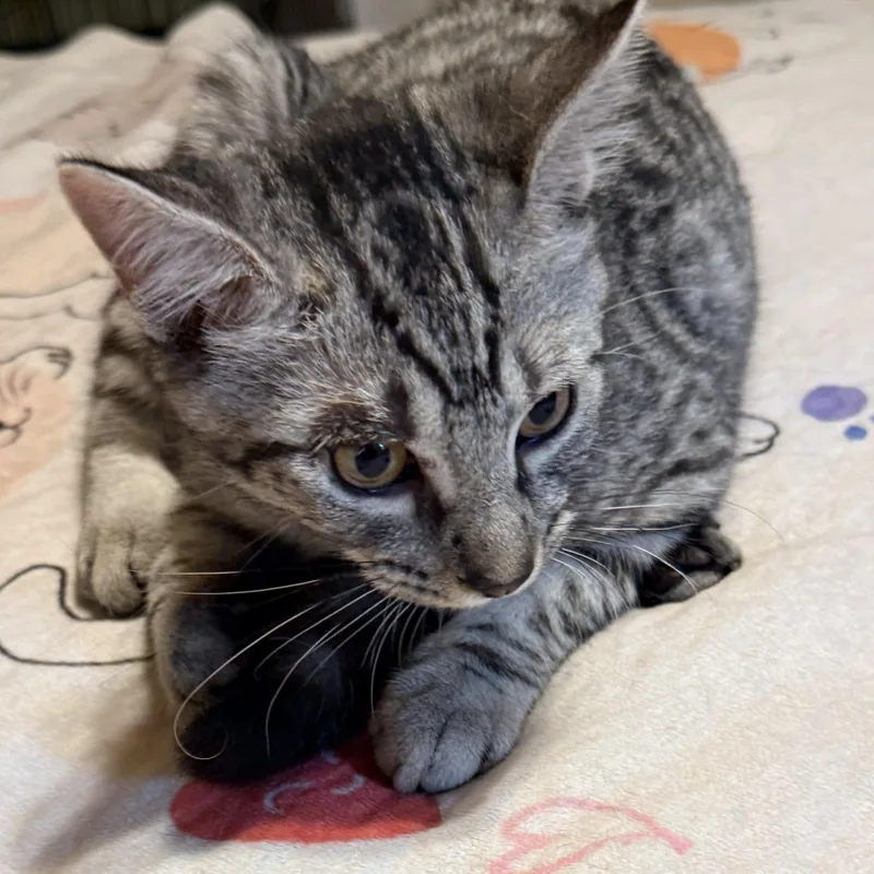 A baby small-sized male Tabby (Gray / Blue / Silver) Domestic Short Hair cat named Niko for adoption in Liverpool, TX