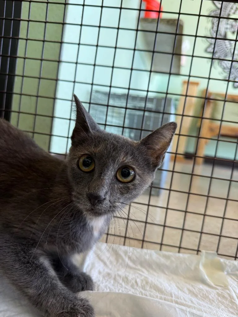 A young small-sized female Domestic Short Hair cat named Licia for adoption in New Braunfels, TX