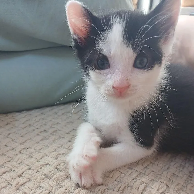 A baby small-sized male White Domestic Short Hair cat named Easter Lucky for adoption in Brooklyn, NY