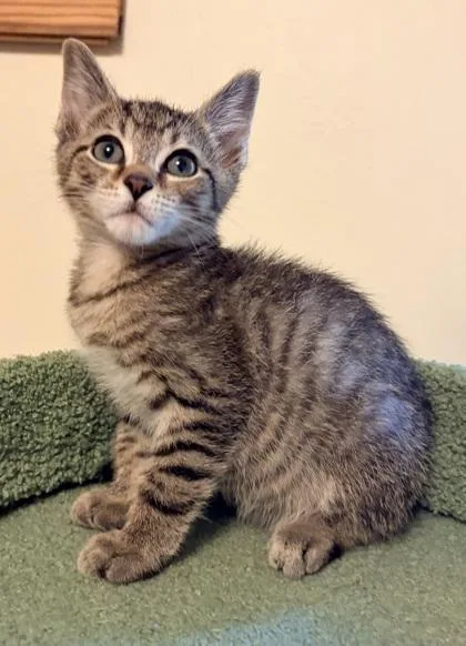 A baby small-sized male Domestic Short Hair cat named Drake for adoption in Verona, WI