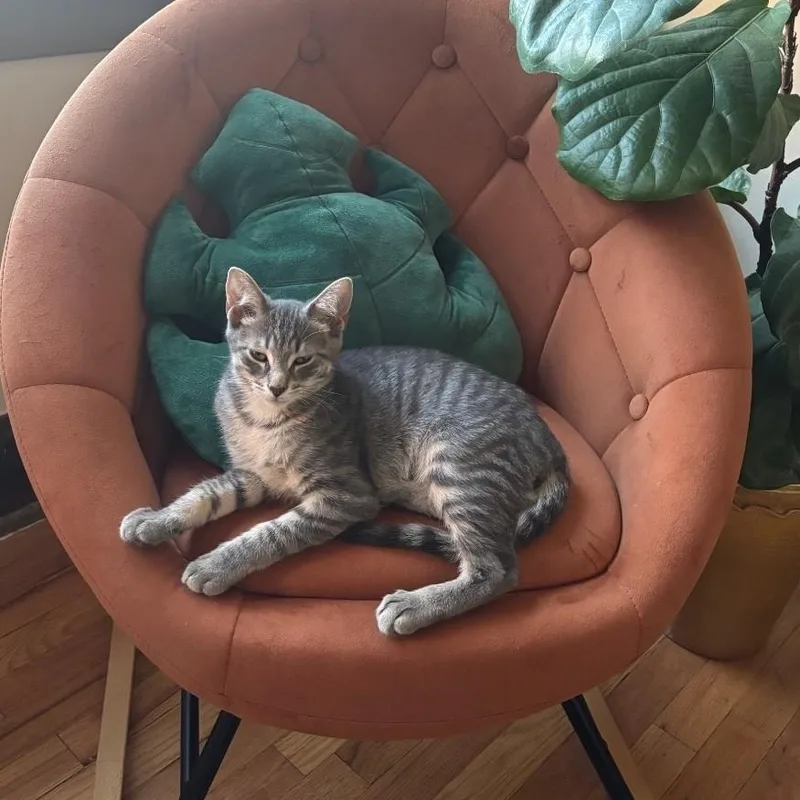 A baby medium-sized male Tabby (Gray / Blue / Silver) Domestic Short Hair cat named Darby for adoption in Chicago, IL