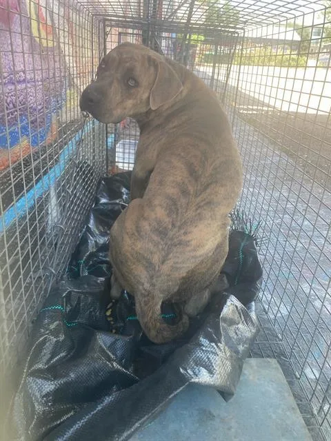 A young medium-sized male Mixed Breed dog named Bardo for adoption in Dallas, TX