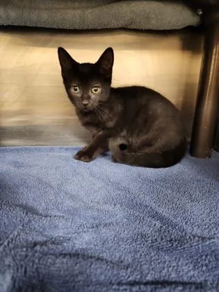 A baby small-sized male Domestic Short Hair cat named Roy Kent for adoption in Independence, MO