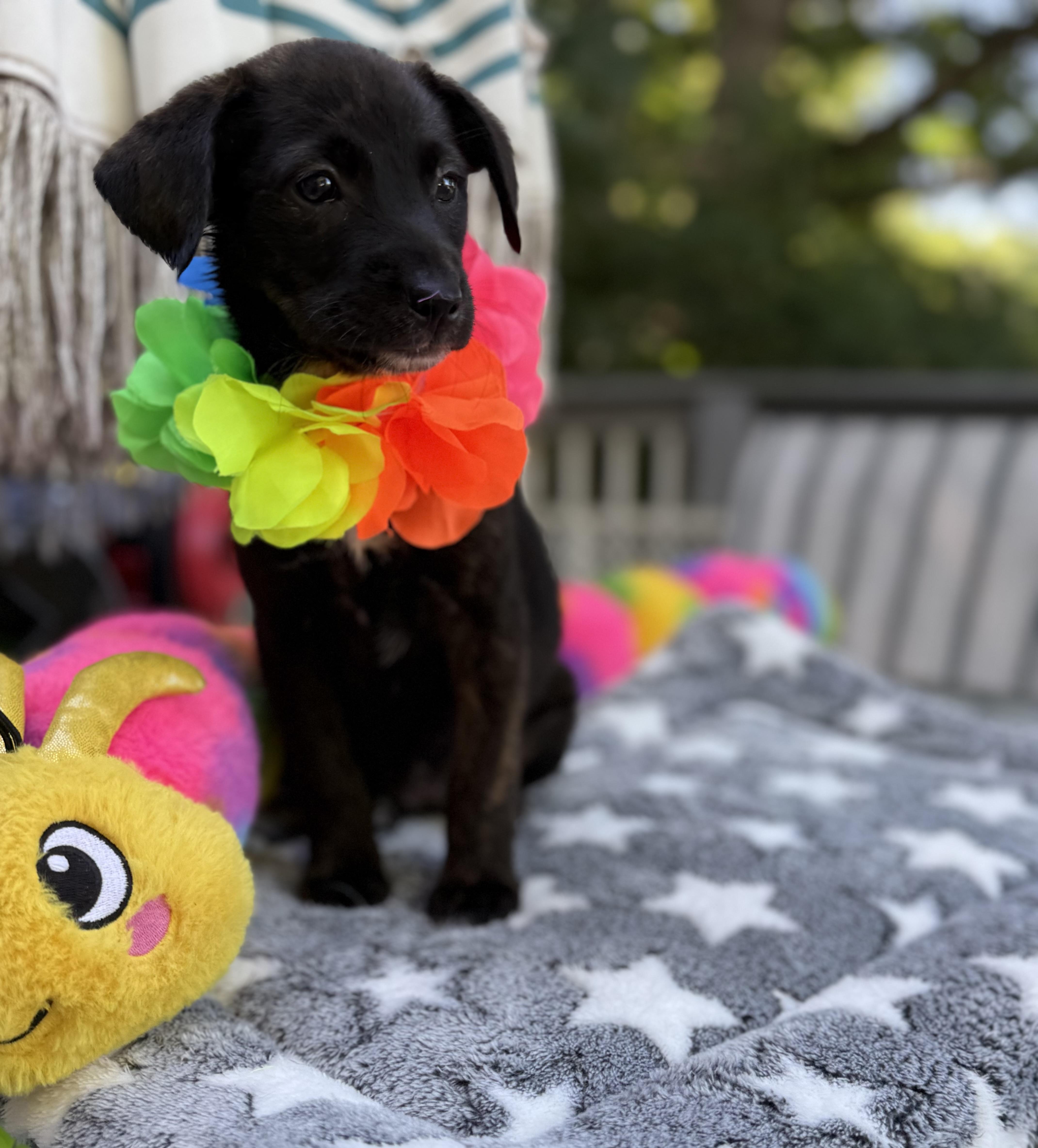 A baby medium-sized female Black Border Collie dog named Dixie for adoption in White Lake, MI