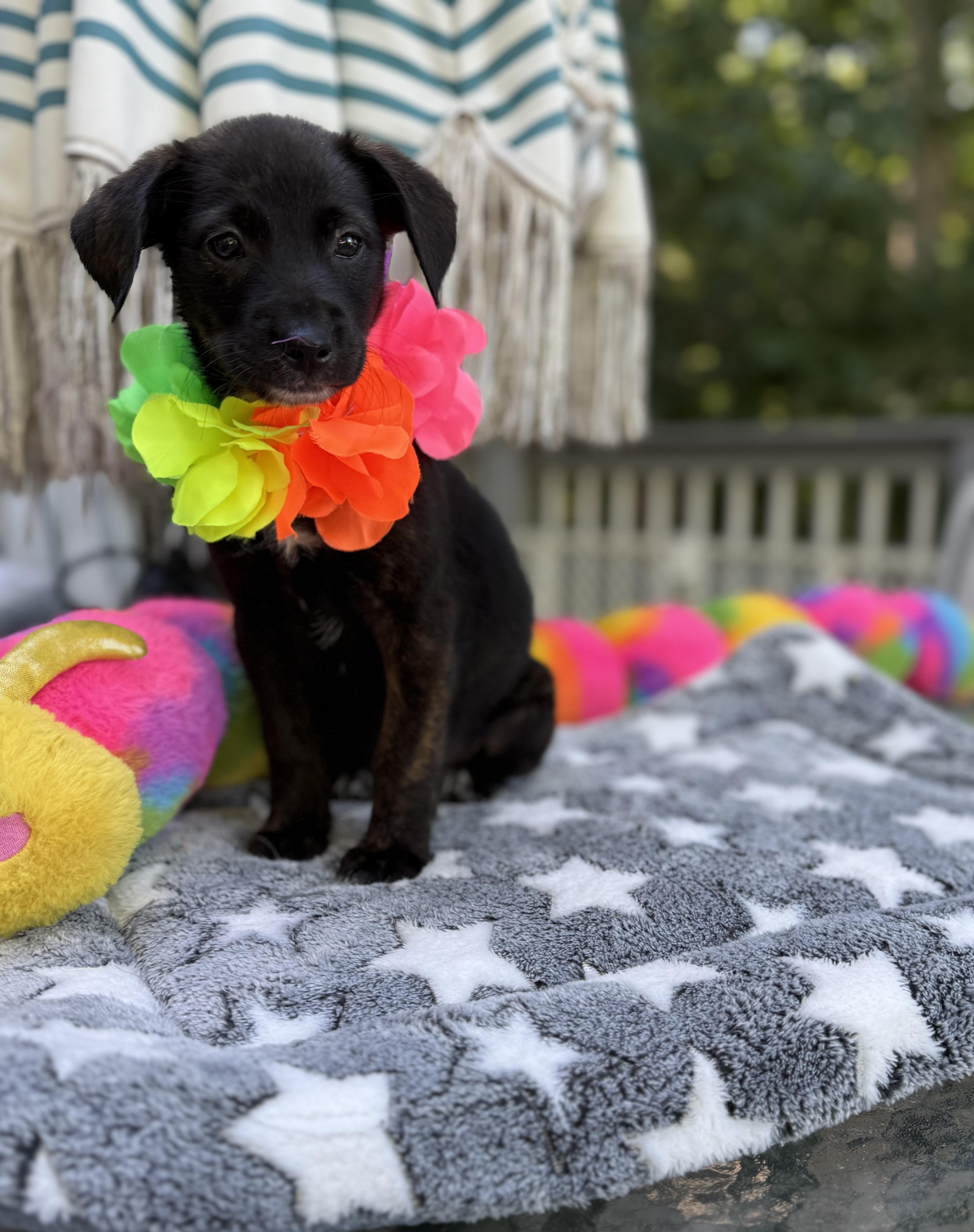 Dixie thumbnail 6