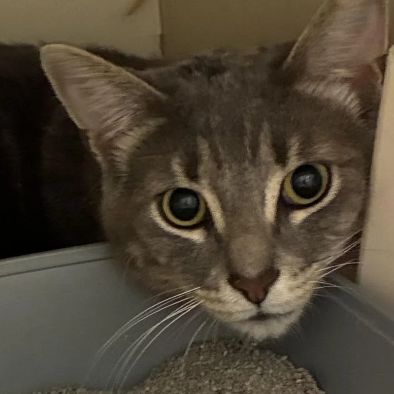 A young large-sized male Gray / Blue / Silver Domestic Short Hair cat named Onyx for adoption in South Elgin, IL