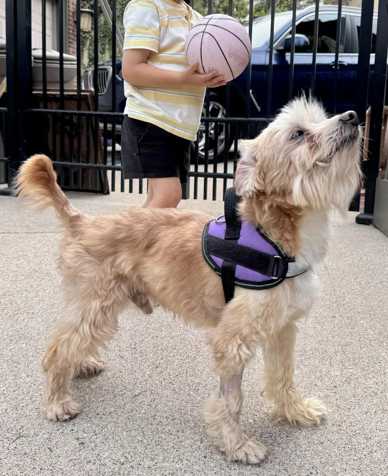 Louis St Clair thumbnail 2