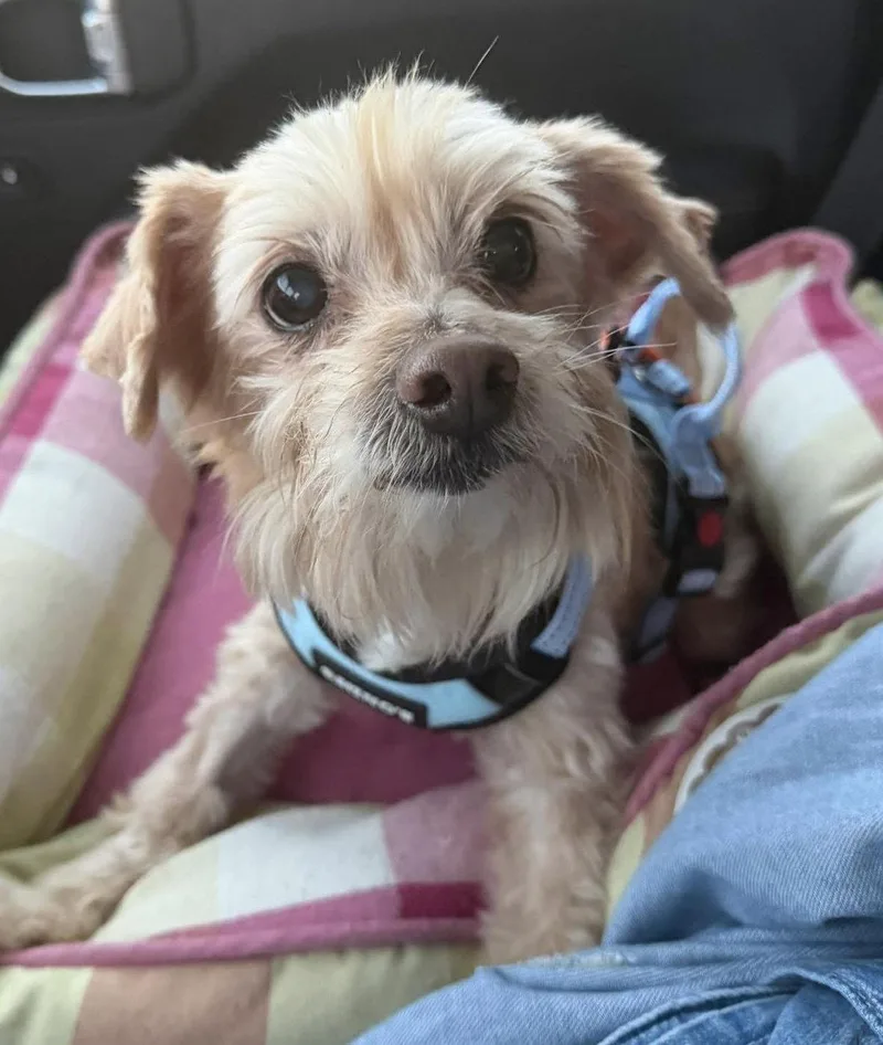 Louis St Clair thumbnail 3