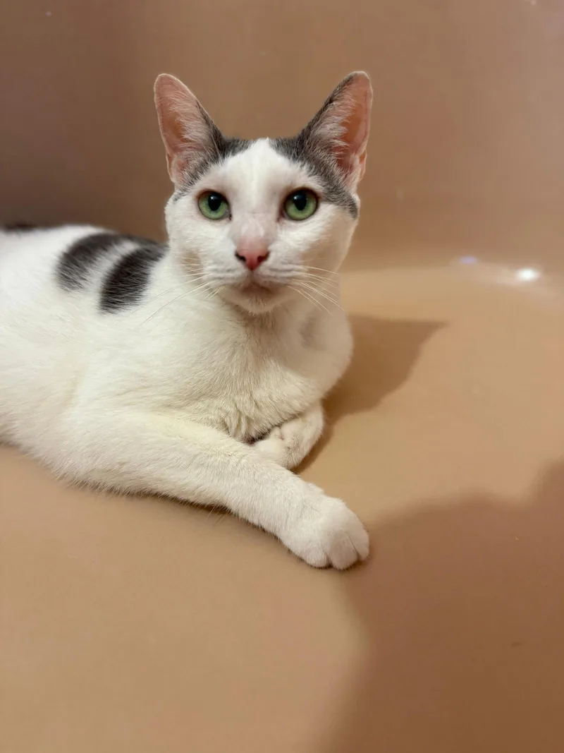 A young medium-sized female Domestic Short Hair cat named Valentine for adoption in Brooklyn, NY