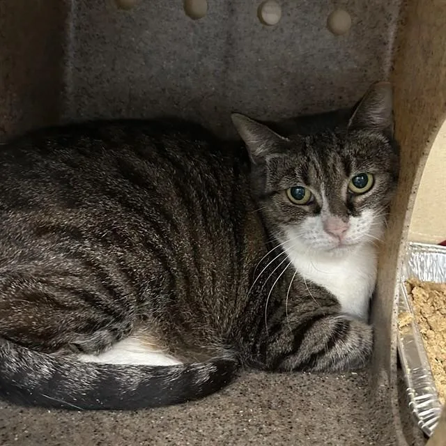 A young large-sized female Domestic Short Hair cat named Scout for adoption in Lincolnton, NC