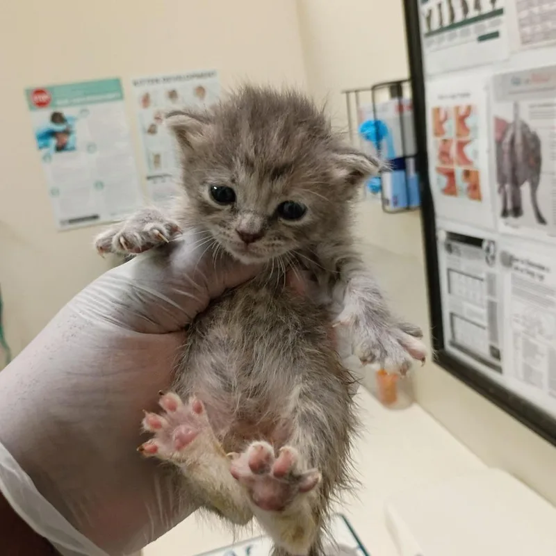 A baby small-sized female Gray / Blue / Silver Domestic Short Hair cat named Reign for adoption in Lynchburg, VA