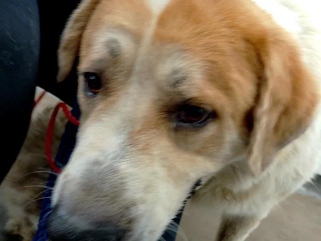 An adult extra large-sized male Mixed Breed dog named Mylo for adoption in Dallas, TX