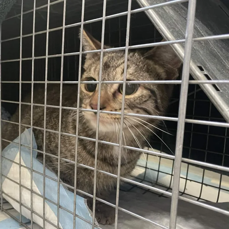 A young medium-sized female Brown / Chocolate Domestic Short Hair cat named Starscream for adoption in PITTSBURGH, PA