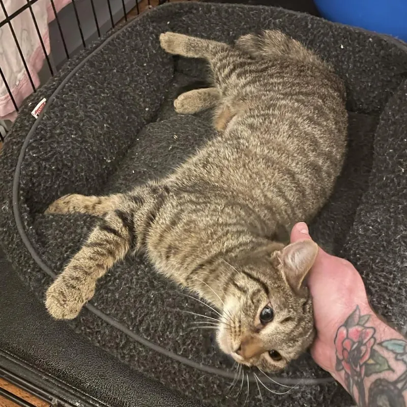 Starscream thumbnail 2