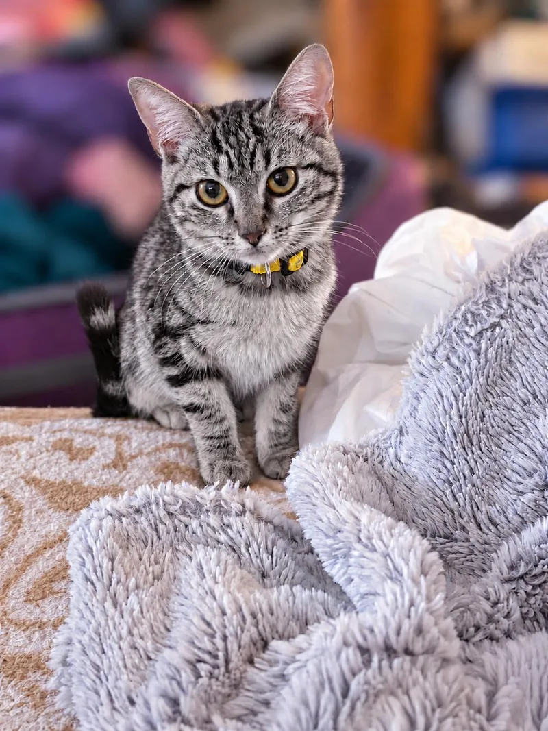 A baby medium-sized female Tabby (Gray / Blue / Silver) Tabby cat named Bianca P for adoption in Fresno, CA
