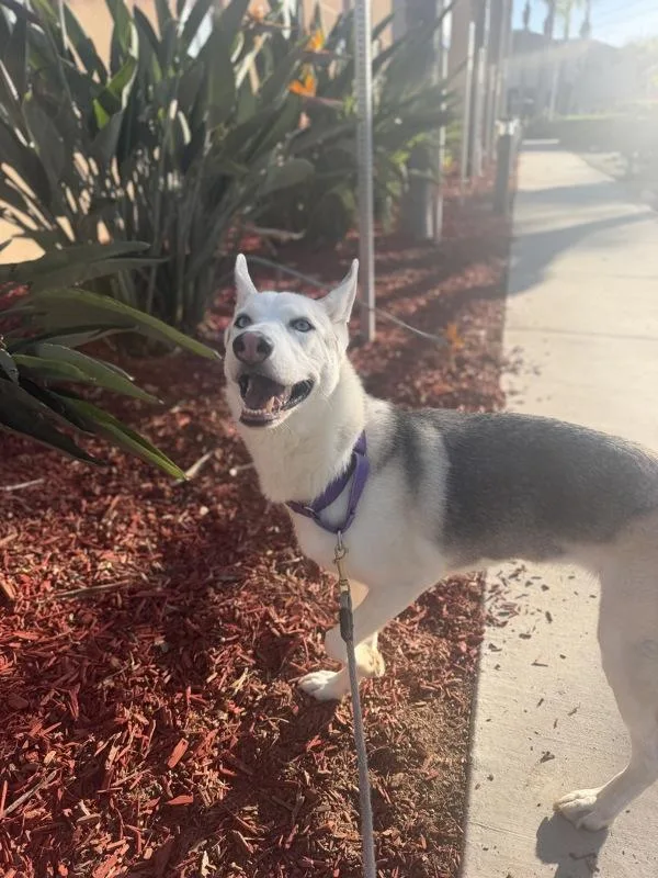 An adult large-sized female Siberian Husky dog named MayBee for adoption in San Diego, CA
