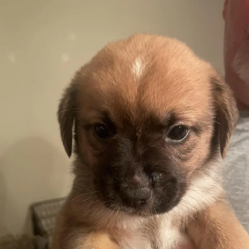 An adult medium-sized male Brown / Chocolate Chow Chow dog named Fred for adoption in Fairfax Station, VA