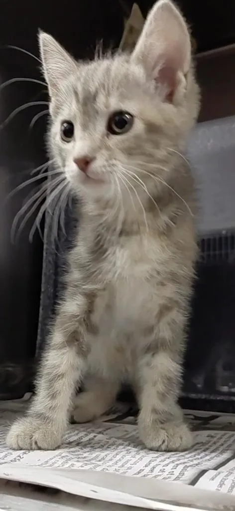 A baby small-sized female Domestic Short Hair cat named Mercy for adoption in Henderson, NC