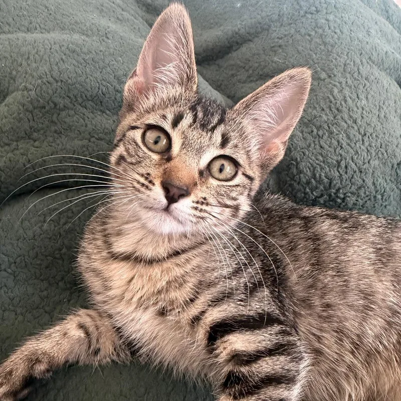 A baby small-sized female Brown / Chocolate Domestic Short Hair cat named Esme for adoption in Houston, TX