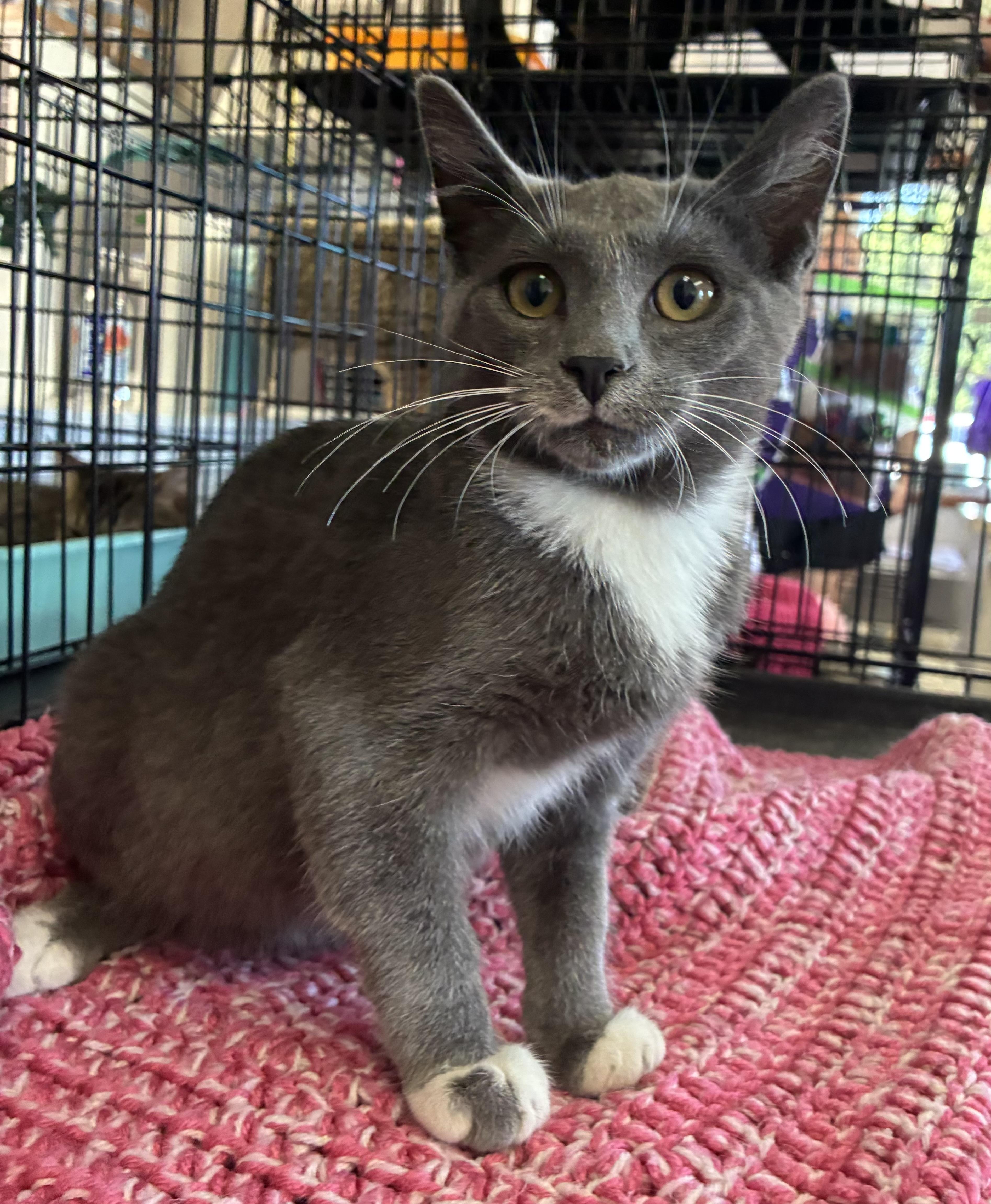 A baby medium-sized female Gray & White Domestic Short Hair cat named Kokomo for adoption in Breinigsville, PA