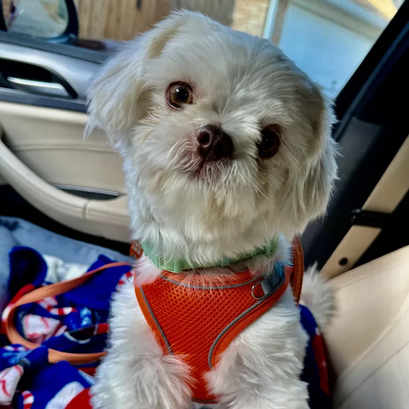 A young small-sized male White / Cream Shih Tzu dog named Benton Turner for adoption in Plano, TX