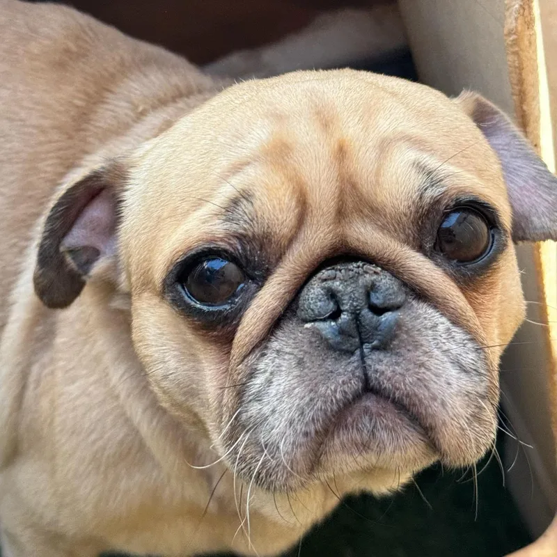 Gordo