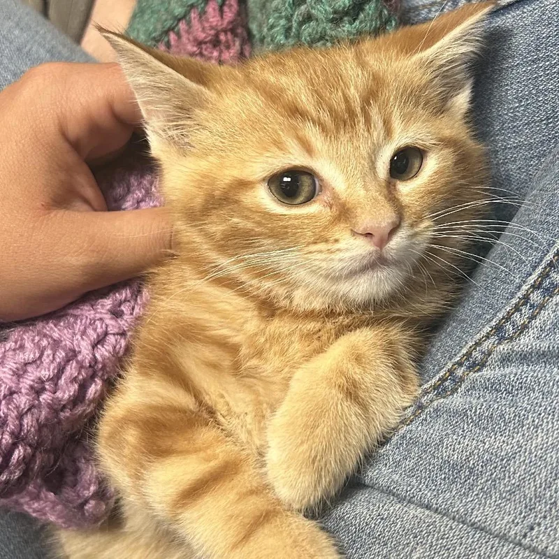 A baby small-sized male Orange / Red Domestic Short Hair cat named Copper for adoption in Hemet, CA