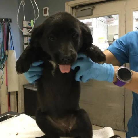 A baby small-sized female Labrador Retriever dog named Katherine for adoption in Riverside, CA