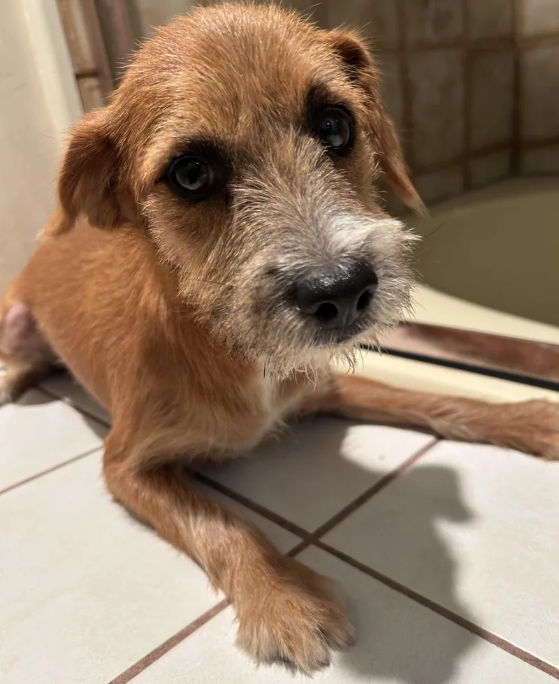 A baby small-sized female Terrier dog named Kimberly for adoption in El Cajon, CA