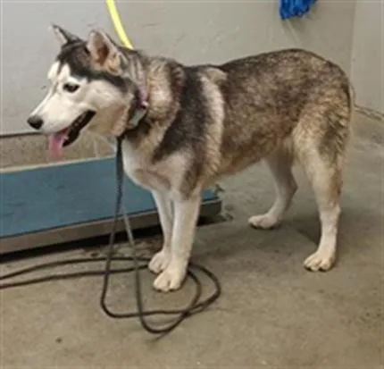 An adult large-sized female Siberian Husky dog named A for adoption in Camarillo, CA