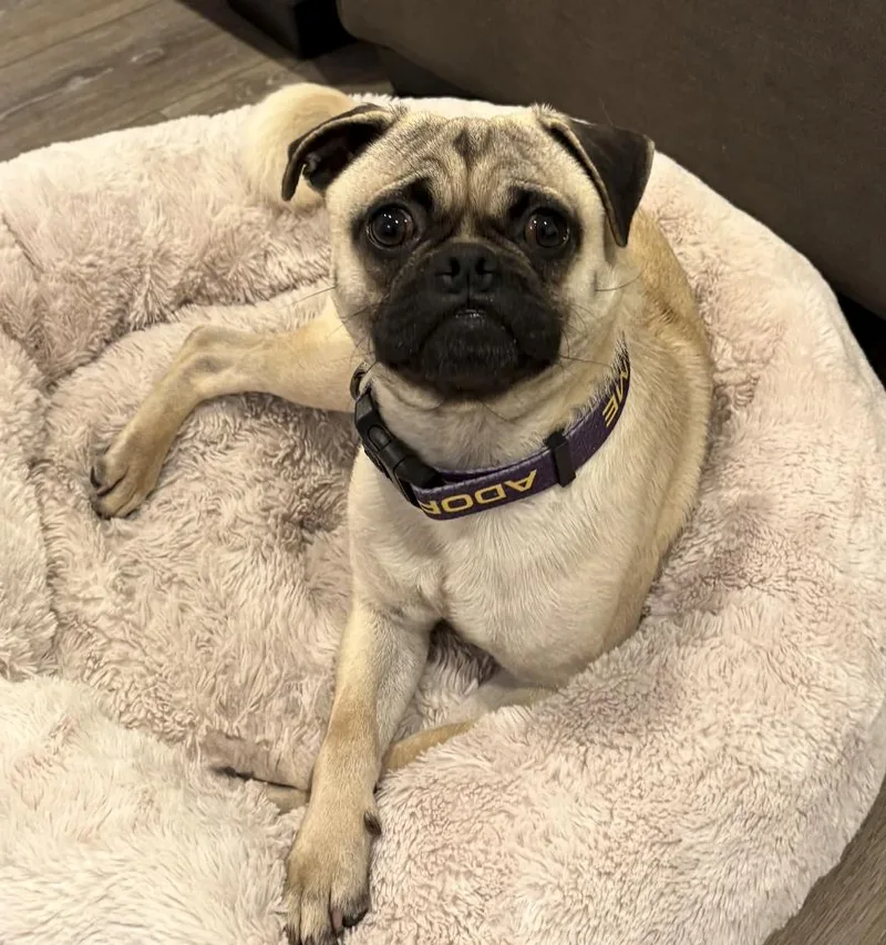 Chef Boyardee thumbnail 2