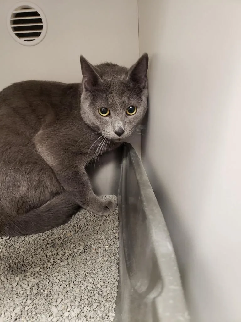 An adult medium-sized male Gray / Blue / Silver Domestic Short Hair cat named Silver for adoption in Frankfort, KY