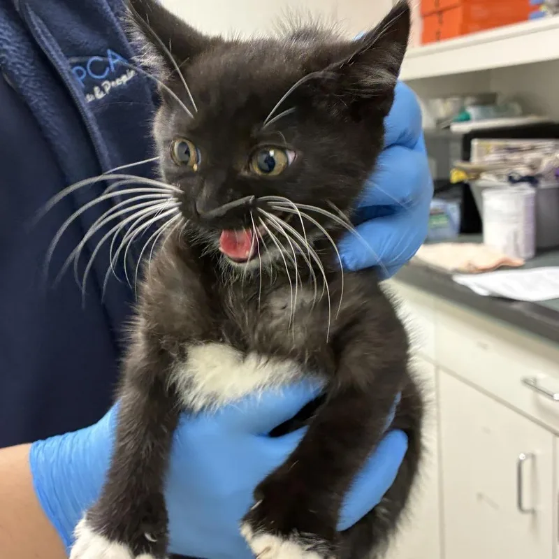 A baby small-sized female Black Domestic Short Hair cat named Mira for adoption in Harrisonburg, VA