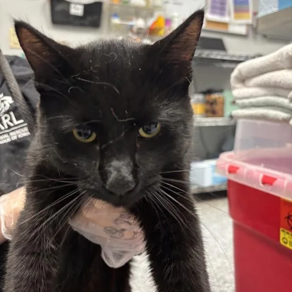 A young small-sized male Domestic Short Hair cat named Jetty for adoption in Des Moines, IA